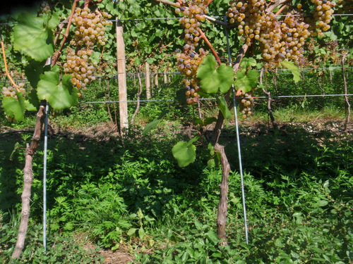 Wei&szlig;/Bianco Grapes.